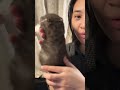 Cutest Wool Roll Dwarf Cat Show