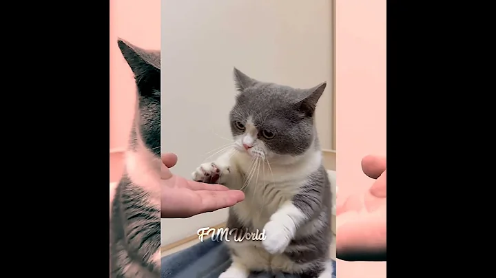 Video 4142211: cats catlover cutecat funny, catlover cutecat love funny, catlover cutecat baby, cat love fun