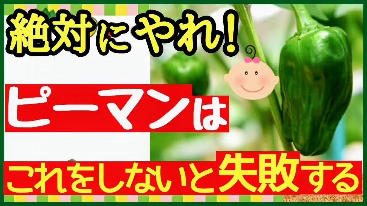 Harvest over 100 peppers in your home garden! The ultimate secret