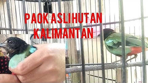 burung paok dapat dari hutan asli kalimantan.