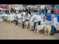 Beltex Lamb Judging at Borderway Agri Expo 28/10/16