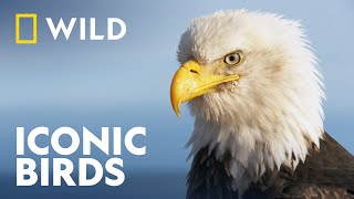 The Iconic Birds Of Washington DC  | Extraordinary Birder | National Geographic WILD