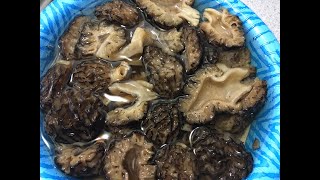 Colorado Mushroom Hunting The Black Morel Mushroom Find Harvest Cook