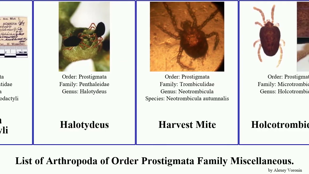 List of Arthropoda of Order Prostigmata Family Miscellaneous. mites demodex eutarsopolipus marine