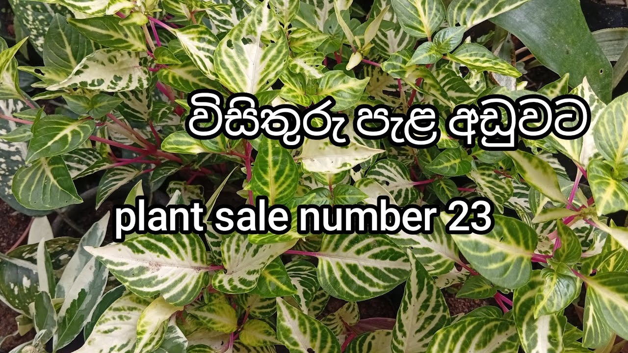 විසිතුරු පැළ අඩු මිලට | plant sale number 23 | 0707475222 ( Sri Visithuru Plant Nursery )