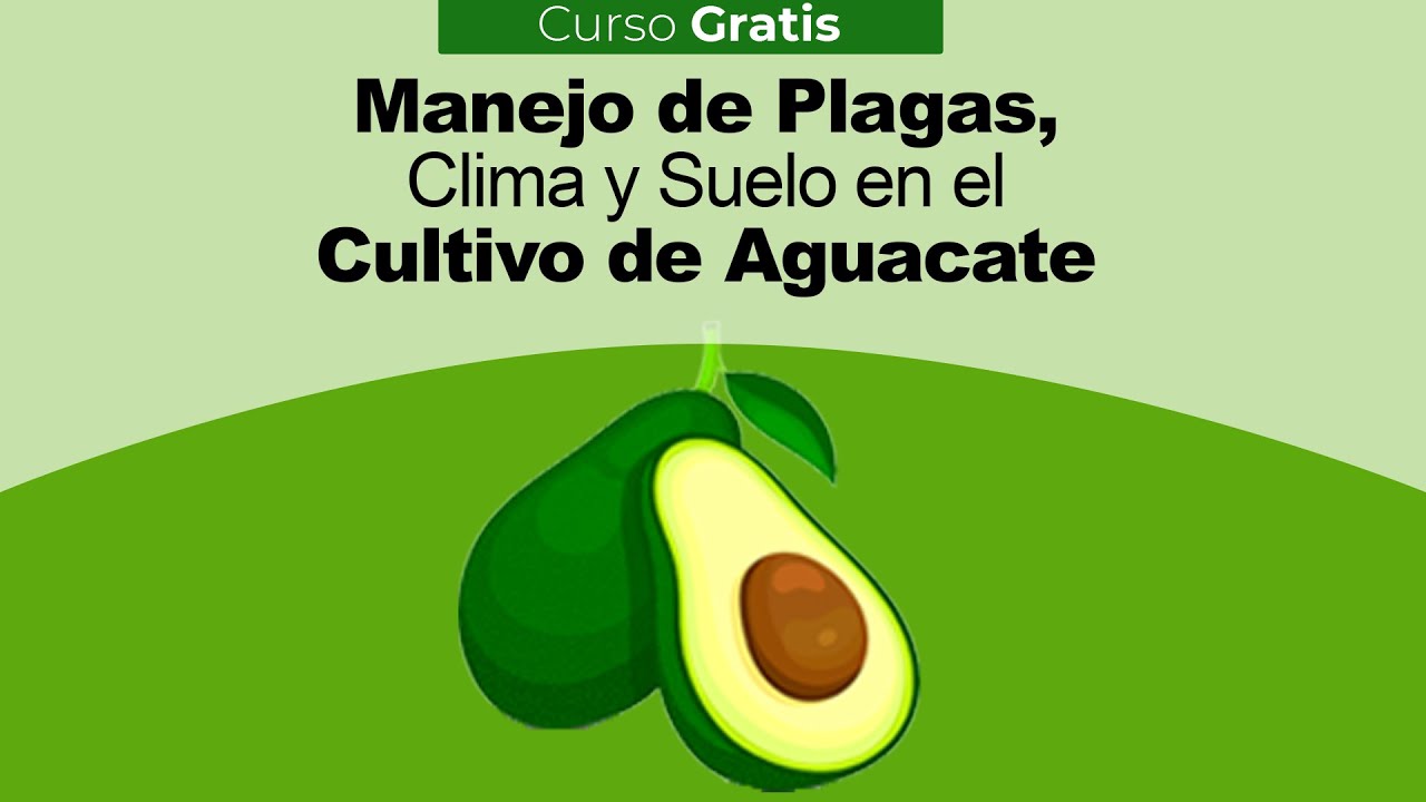 Para que sirve el hueso del aguacate