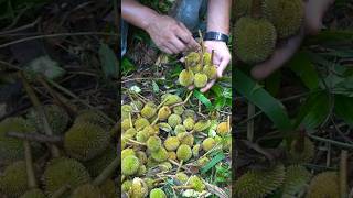 Panen Durian Mini Dari tengah Hutan