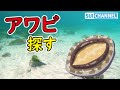 ウニ駆除後の海で高級アワビ何匹居るか数えてみたら衝撃の結果に…！