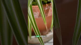 Spider Plant Sending Up a Long Stem? It’s a Stolon, Not Stress