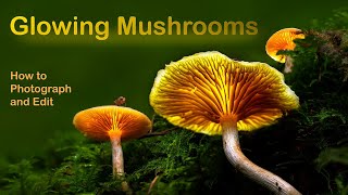 Glowing Mushrooms  How to photograph and edit