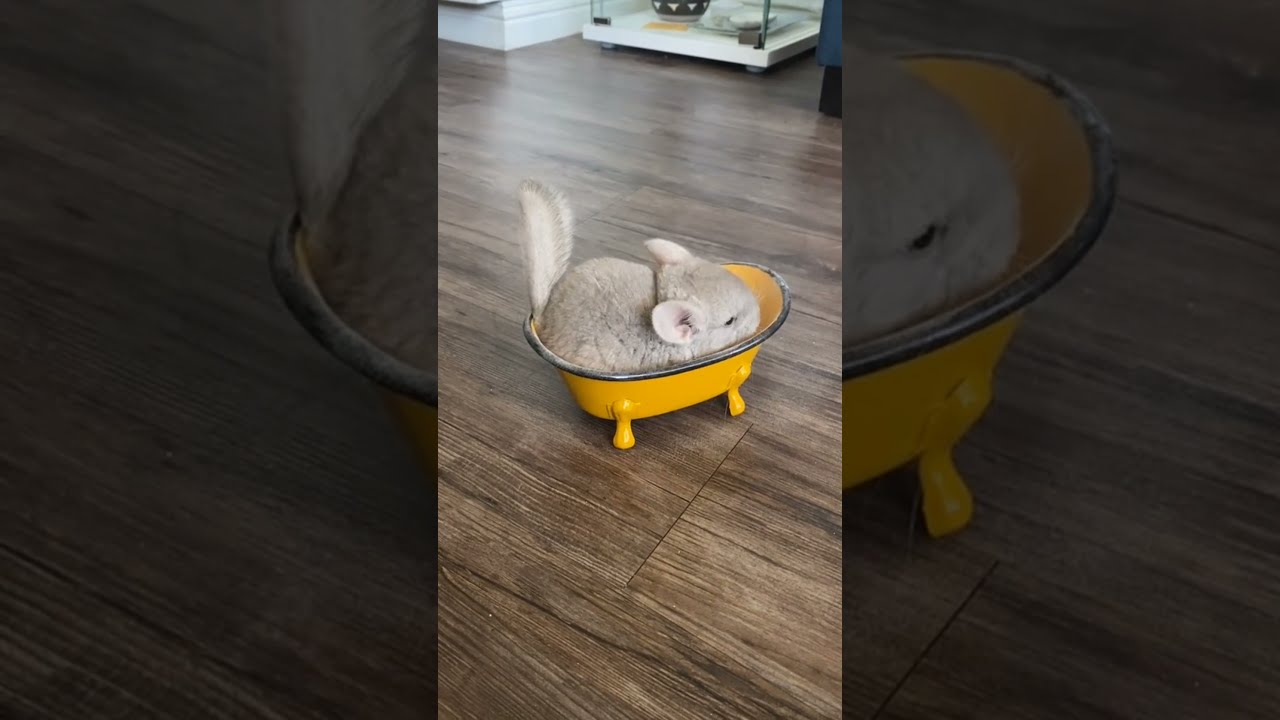 Musisz zobaczyć niesamowite ciekawostki na temat szynszyli