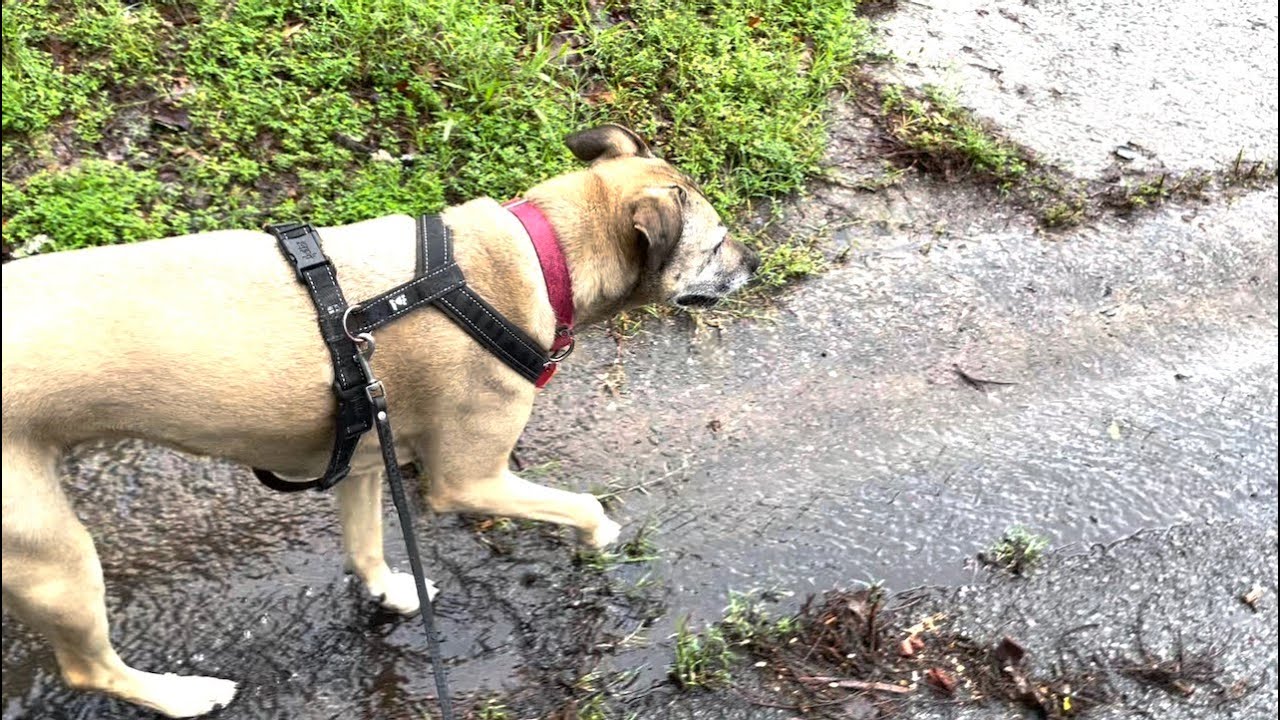 Clara walking after a rain