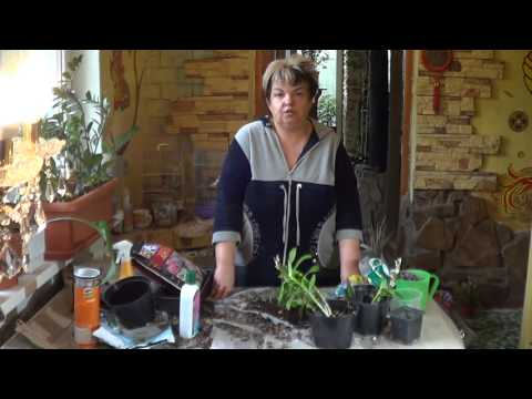 Video: Gibrid Dendrobium