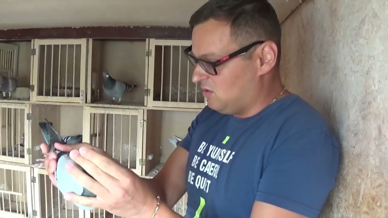 Tandem columbofil Muceanu Manole Prahova Romania porumbei de reproductie 15 iulie 2025 part 1