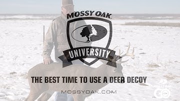 Best Time to Use a Deer Decoy • Mossy Oak University