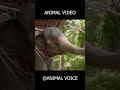 Impossible Animal Sounds Challenge 🔥