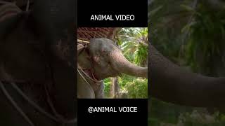 Impossible Animal Sounds Challenge 🔥
