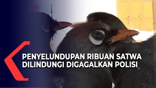 Polisi Gagalkan Penyelundupan Ribuan Satwa Dilindungi