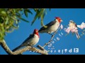 El Pájaro Cardenal🐦,  El Original Mar Azul