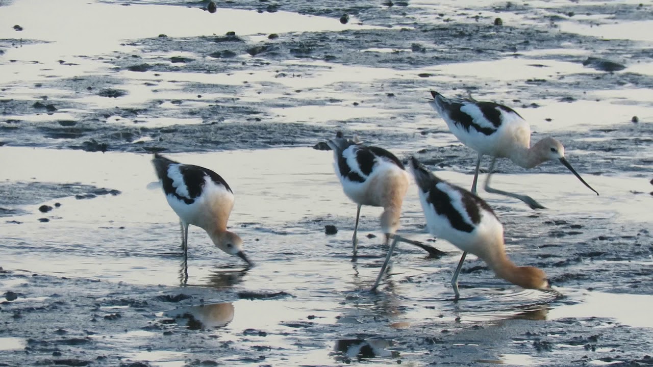 American Avocet 