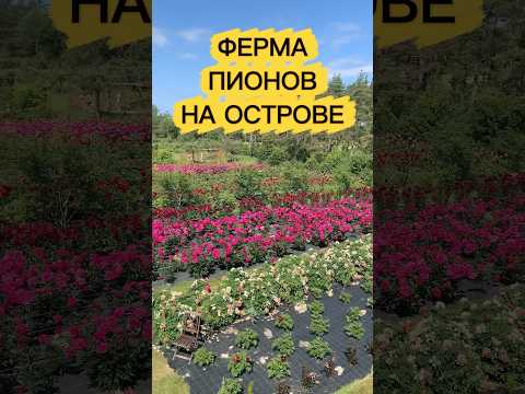 #386. ФЕРМА ПИОНОВ 🌺 НА ОСТРОВЕ #live
