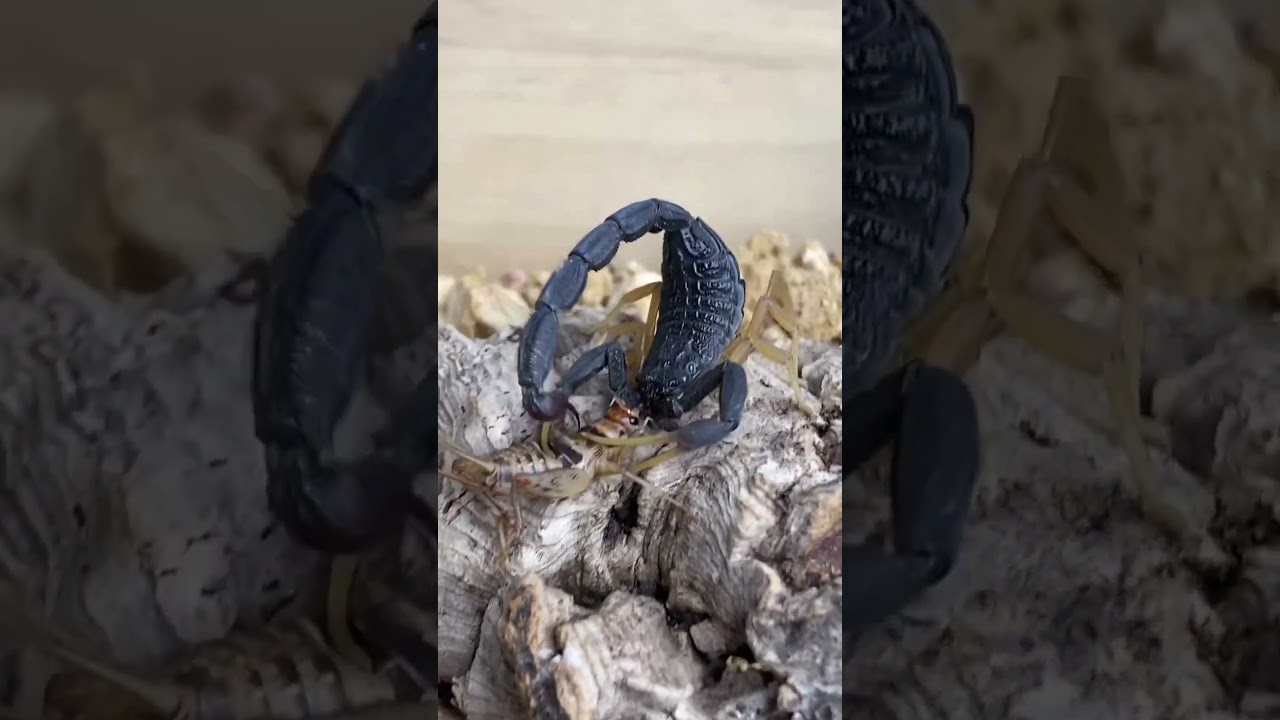 FAST-ACTING SCORPION VENOM IS POTENT! Scorpion Eating Cricket 
