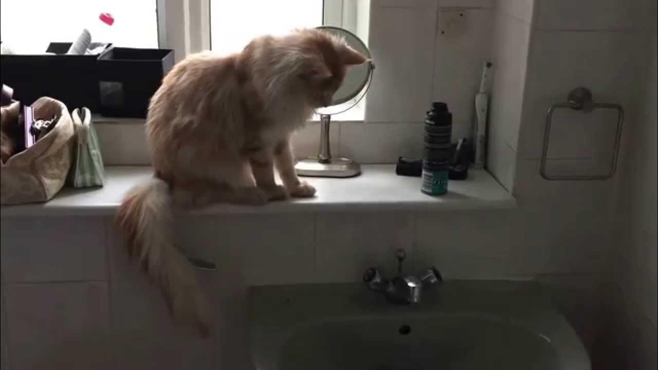 Кот скидывает