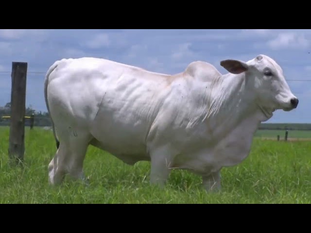 LOTE 10 - DOCEIRA BONS (BONS 4664)