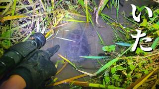 福島県に人の指を切断できる超危険外来種が定着したと聞いて調査に行った結果…!?