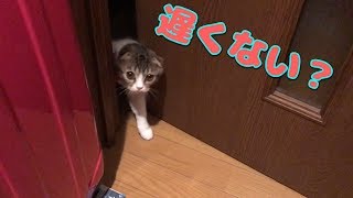 寂しすぎて怒った子猫【スコティッシュフォールド】【Scottish Fold】