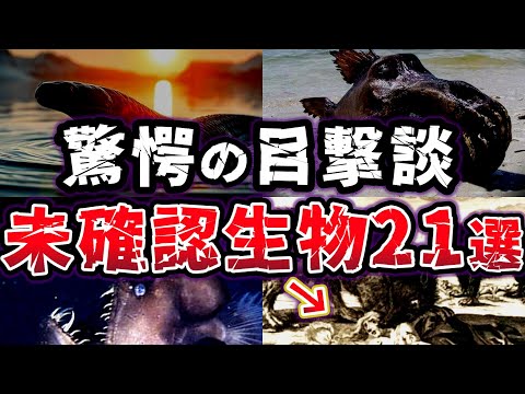【総集編】伝説と目撃談が交差する!! ミステリアスな未確認生物UMA21選【ゆっくり解説】