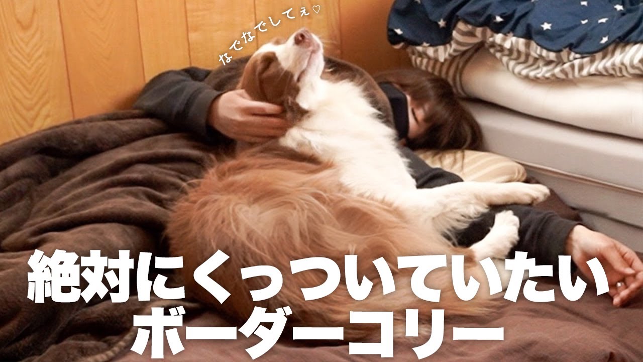 絶対にくっつきたい 家族によって添い寝の仕方が変わるボーダーコリー 甘えん坊 Youtube