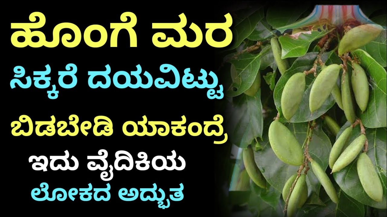 ಹೊಂಗೆ ಮರ ಸಿಕ್ಕರೆ ದಯವಿಟ್ಟು ನೀಡಬೇಡಿ ಯಾಕಂದ್ರೆ | kannada health tips