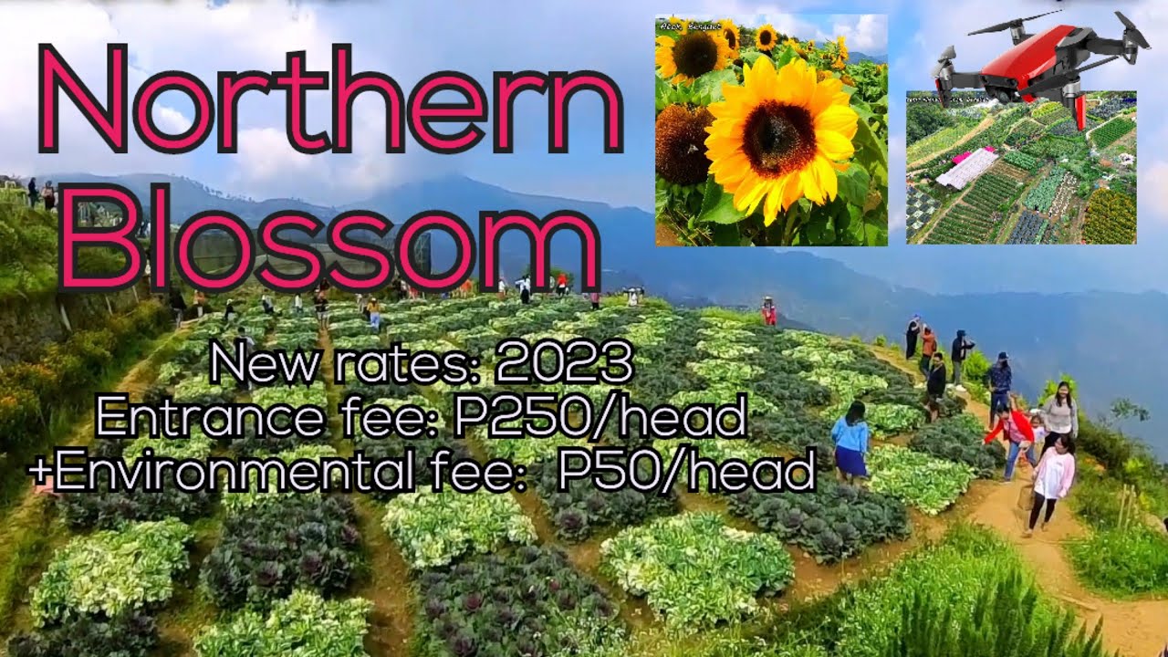 Fresh flowers of Northern blossom flower farm Atok Benguet DIY