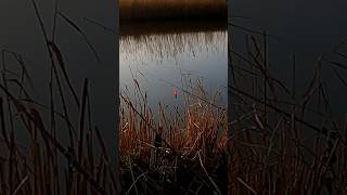We hebben weer beet! #fishing #deadbait #pike
