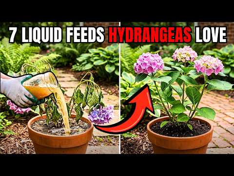 Even Dead HYDRANGEAS Come Back to Life! 7 Natural Fertilizers That Work Instantly