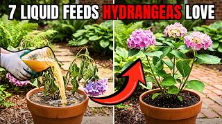 Even Dead HYDRANGEAS Come Back to Life! 7 Natural Fertilizers That Work Instantly