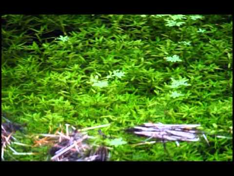 Water Aid - Beautiful Waters