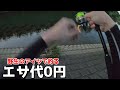 【餌代0円】餌が無いなら捕まえて釣りをすればいい
