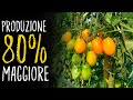 COLTIVARE I POMODORI INNESTATI