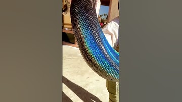#Shortszoo #reptile #snake #python #retic#reticulatedpython #rainbow#reels#video less#Trandingshort