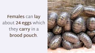 14 Surprising Facts You Should Know About Woodlouse by Planet Fauna 20,577 views 6 years ago 2 minutes, 9 seconds