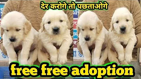 100% 🐕 free dog adoption video | Golden retriever puppies free adoption video| 🥰🥰🥰