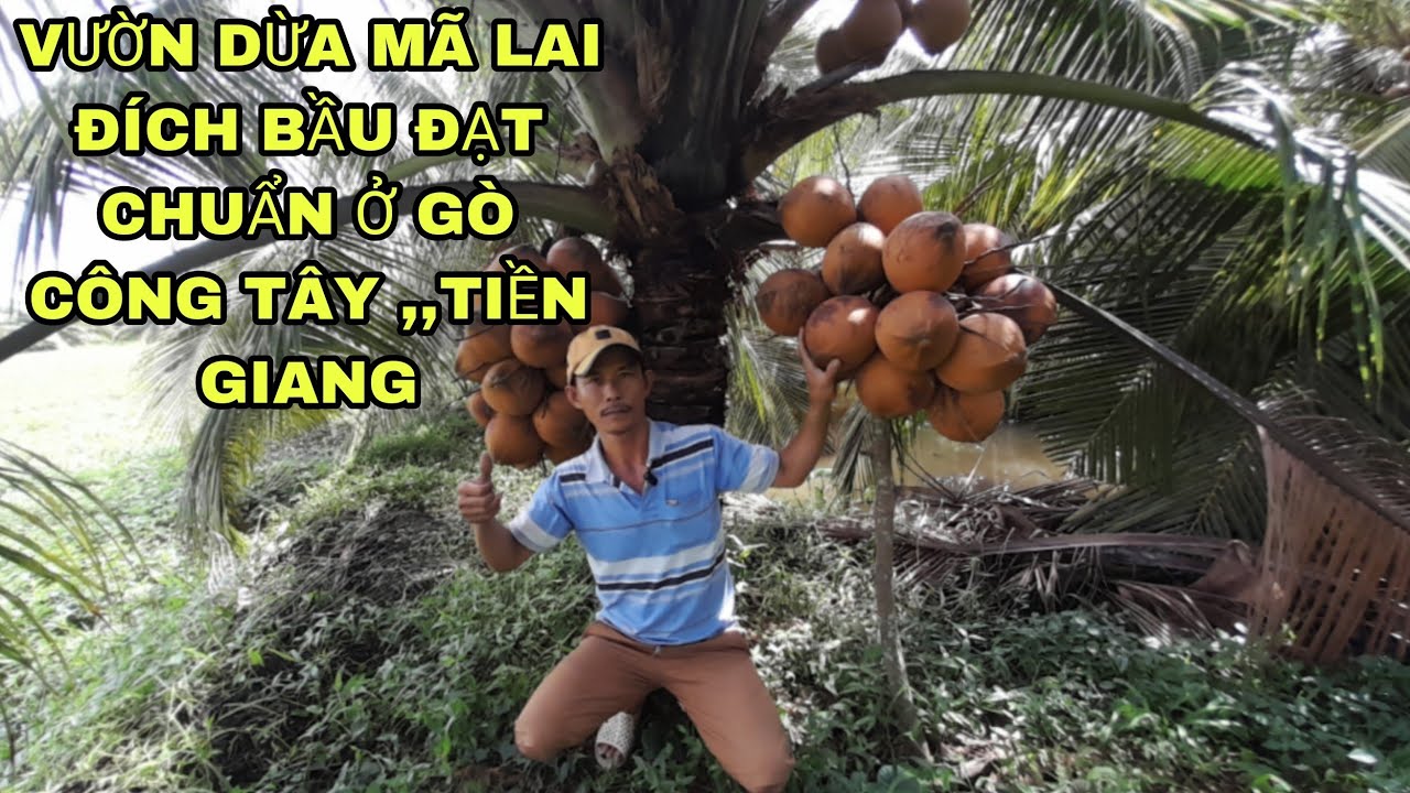 VƯỜN DỪA GIỐNG Ở GÒ CÔNG TÂY TIỀN GIANG ,,,DỪA GIỐNG MÃ LAI BẦU