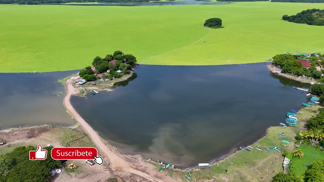Así Avanza La Extracción de Lechuga de Agua en El Lago Suchitlan, El Salvador. 