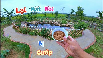 Cho Cá Mới Mua Ăn Thử Và Bất Ngờ Bị Cướ...p Mất Hết Đồ Kiếm Cơm / Quế Nghịch