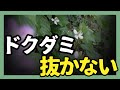 ほったらかしでドクダミを制御する！？ずぼらガーデニング流ドクダミとの向き合い方【ガーデニング】【園芸】