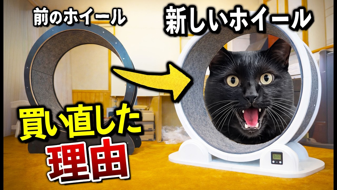 キャットホイールを買い直しました。理由があります - YouTube