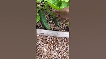 Garden Friends, How To Know When To Harvest Cucumbers? Are These Ready Yet?
