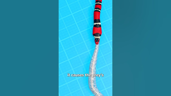 How Snakes Eat Other Snakes 😮